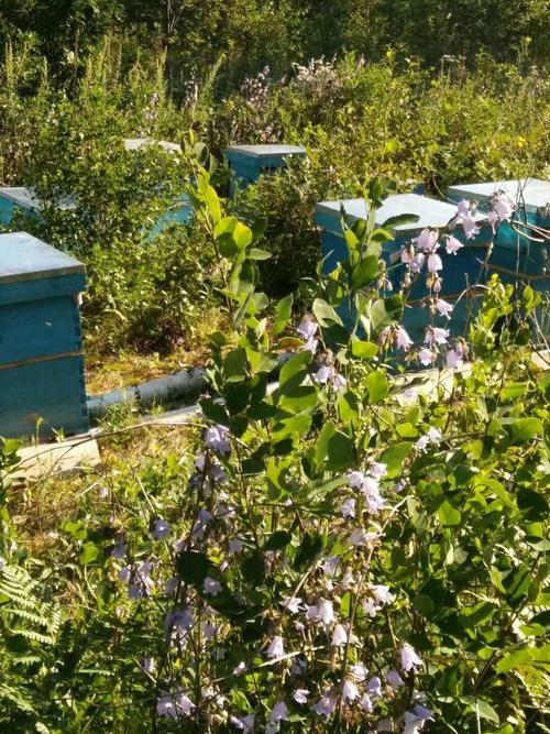 大兴安岭特产天然野生花蜂蜜纯蜜蜜蜂采自森林野花一斤包邮